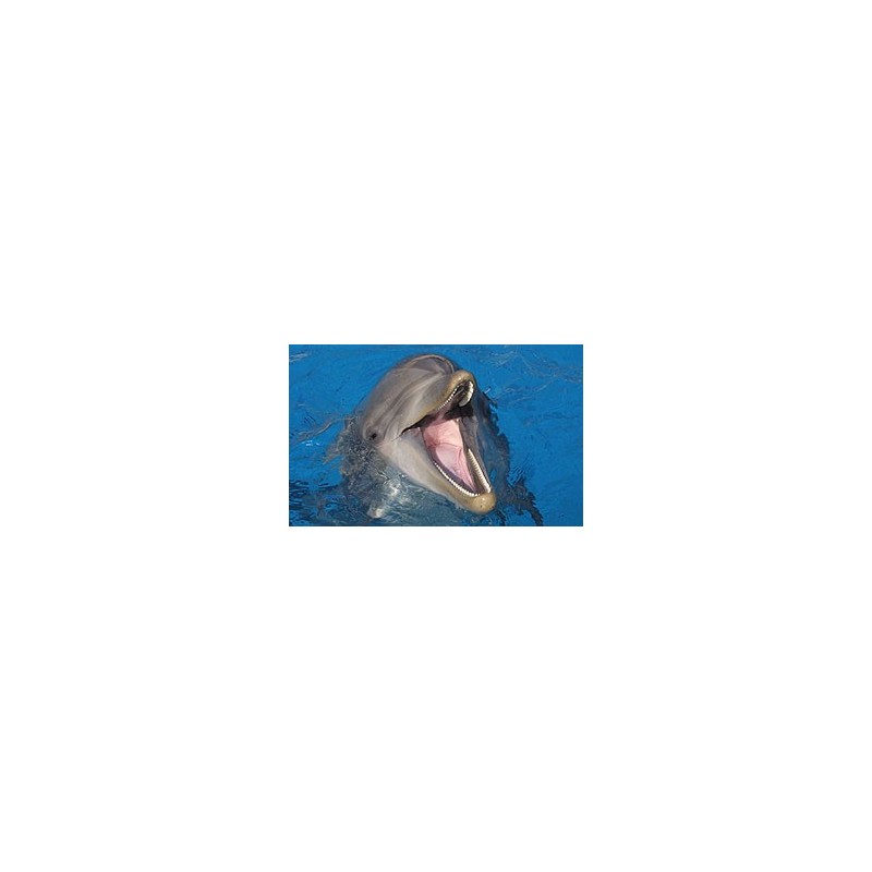 Coupon reduction marineland antibes