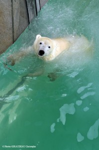 Marineland Ours Polaire