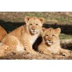 Zoo de Thoiry