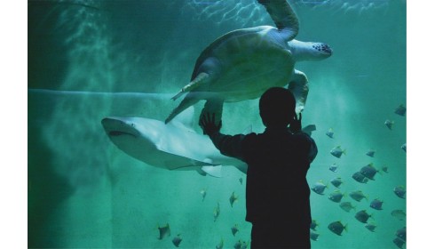 Grand Aquarium de St-Malo