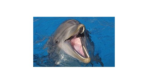 Marineland Antibe Marinelande Antibes