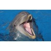 Marineland Antibe Marinelande Antibes