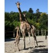 Zoo de la Fl&egrave;che
