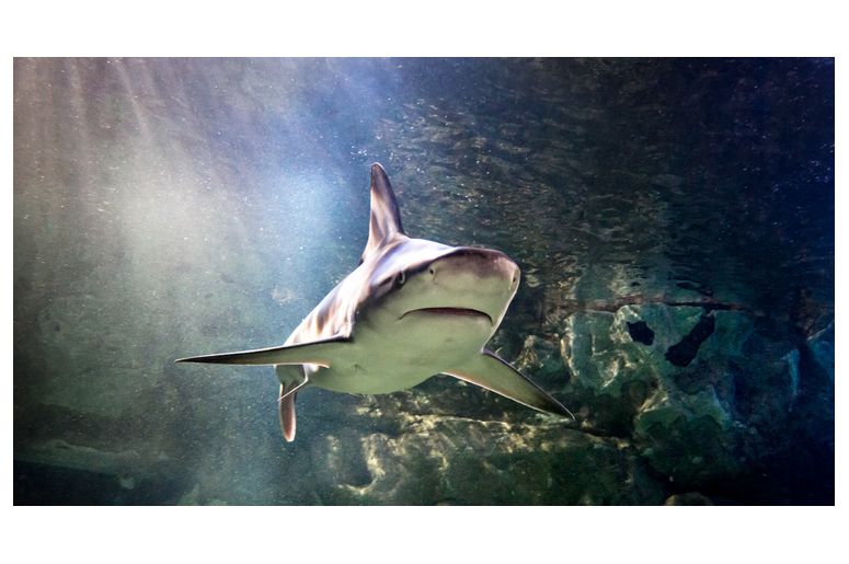 Billet moins cher pour l'aquarium SEALIFE de Marne La Vallée